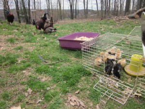 My collection of fowl